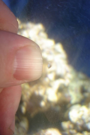 Baby Snail!