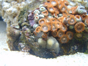 Zoas