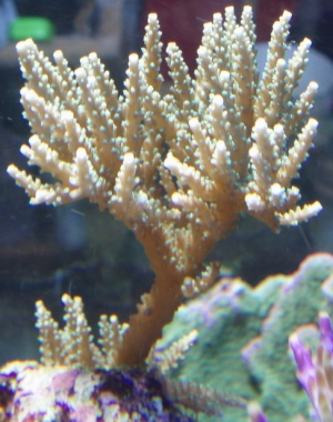 P6010050sm