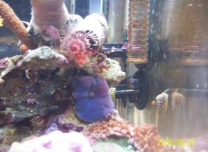 3 gallon micro nano