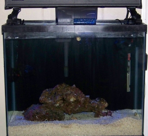 Pictures of the Tank
