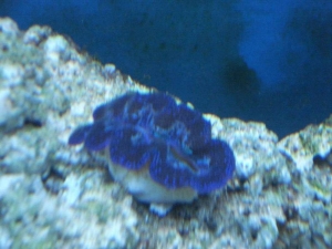 Crocea_Clam