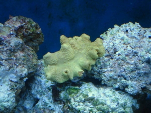 Yellow Fiji Leather