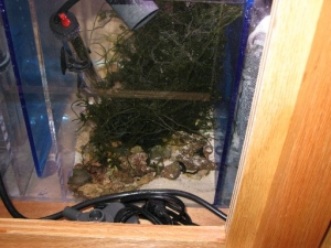 My Aquarium