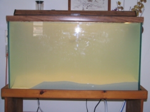My Aquarium