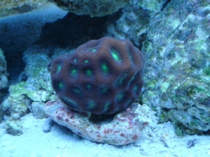 My new frag of Brain