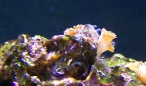 ID Please