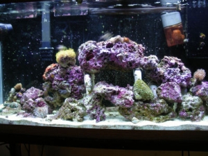 55 gallon