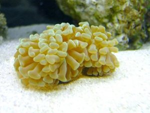 Hammer_coral