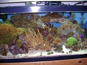 Mixed Reef