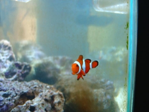 Ocellaris_clown