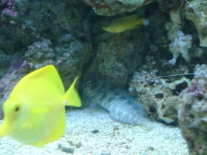 My Blenny (Waldo)