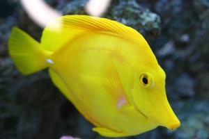 Yellow Tang