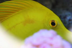 Yellow Tang