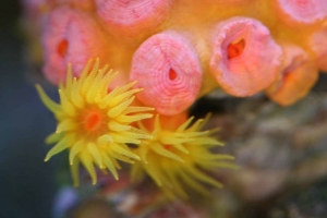 Sun Polyps