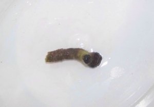 The Frogspawn Frag!