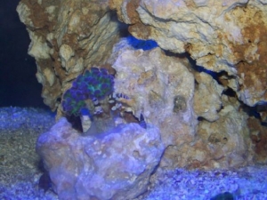 Frogspawn Frag