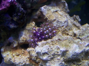 Green Star Polyp Frag