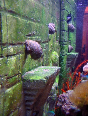ATLANTIS