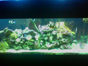 Kedron's tank