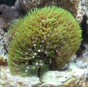 Starburst Polyps
