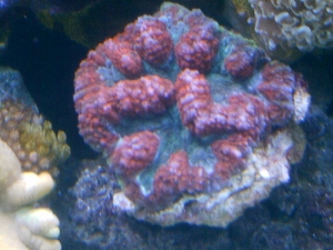 My corals