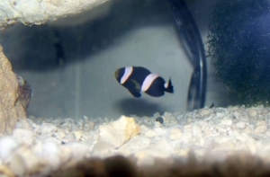 Darth Nemo!