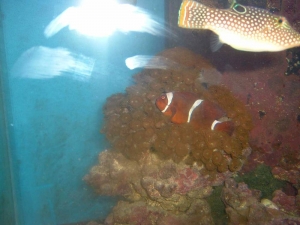 DSCF0063