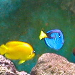 angel and tang