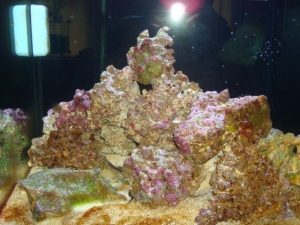 Tank shot