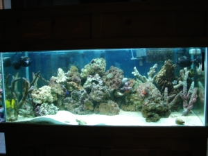 My 75g
