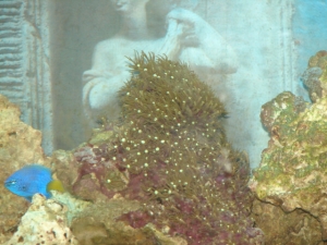 Green Star Polyps