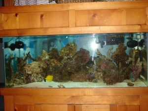 My 75g