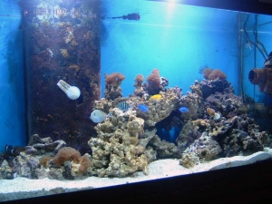 DSCF00911