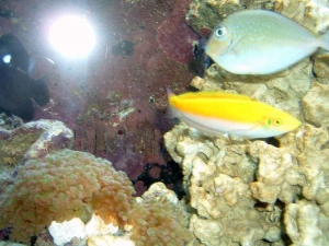DSCF00931