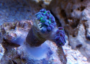 Frogspawn