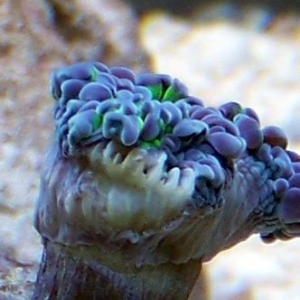 Frogspawn