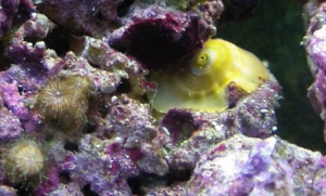 snail2