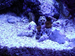 Tank3jawfish-24_0021