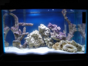 My 10g Nano