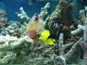Reef Shot