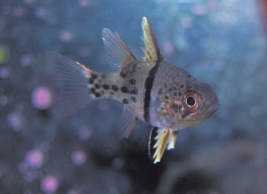 Cardinalfish