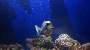 Blonde Naso Tang