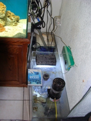 My 55gal Sump