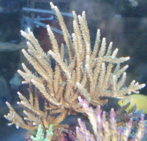 sps 7 months growth from a 2 branch frag