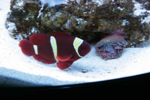 maroon2