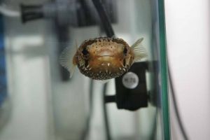 puffer1