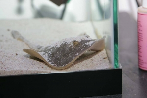 ray