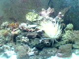 MY AQUARIUM PICS