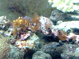 MY AQUARIUM PICS